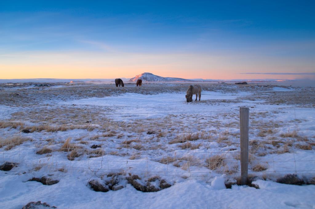 Vogafjós Farm Resort Mývatn Eksteriør billede