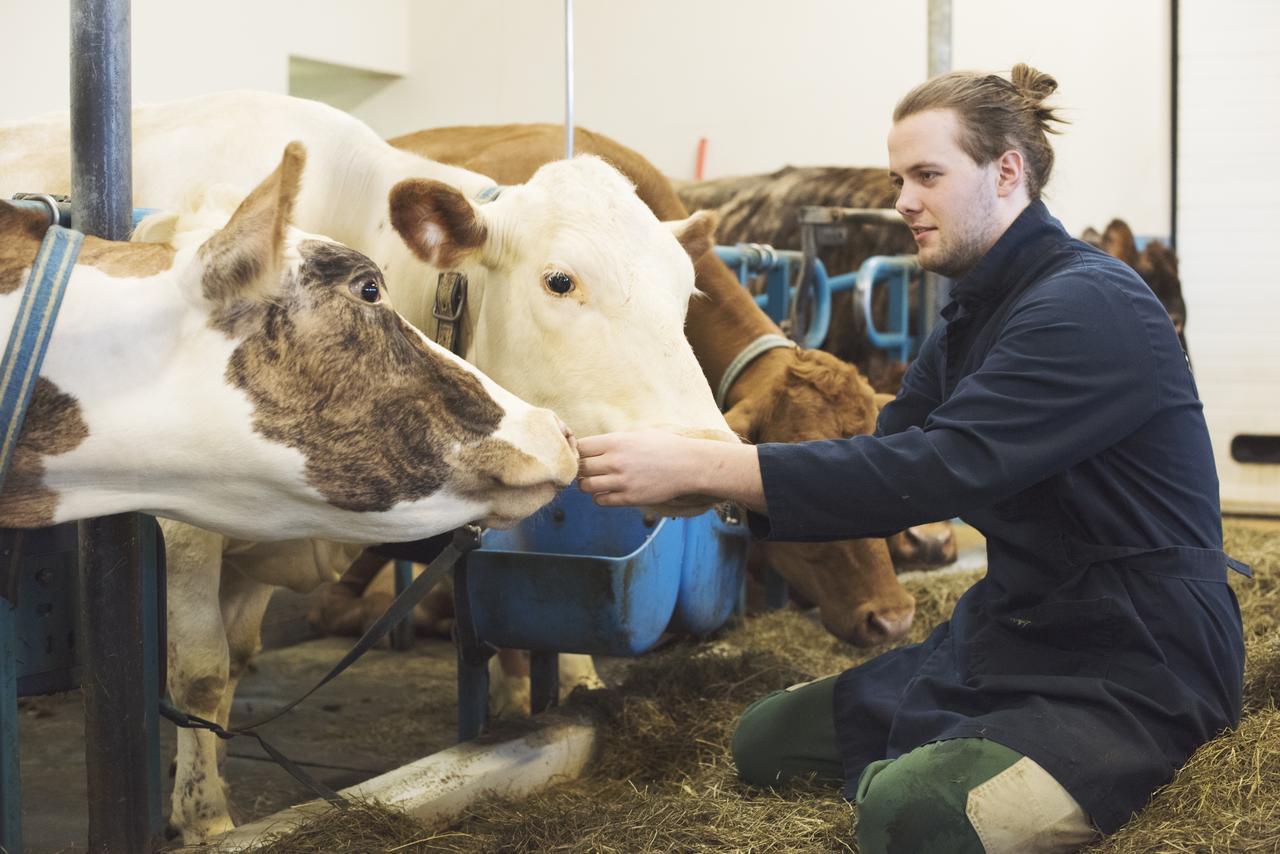 Vogafjós Farm Resort Mývatn Eksteriør billede